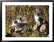 Kittens Playing In Sebastapol, California by Rich Reid Limited Edition Print