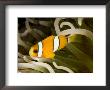 Closeup Of A Clark's Anemonefish, Bali, Indonesia by Tim Laman Limited Edition Print