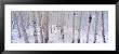 Fresh Snow On Autumn Aspens, Kebler Pass, Colorado, Usa by Terry Eggers Limited Edition Print