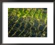 Light Shining On The Surface Of The Water Rippling In The Wind, Groton, Connecticut by Todd Gipstein Limited Edition Pricing Art Print