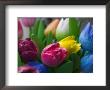 Wood Made Tulips, Rotterdam, Netherlands by Keren Su Limited Edition Print