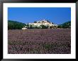 Lavender Field Below Village, Banon, Provence-Alpes-Cote D'azur, France by David Tomlinson Limited Edition Print