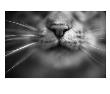 Cat's Nose And Whiskers by Henry Horenstein Limited Edition Print