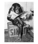 Chimpanzee Reading Newspaper by Bettmann Limited Edition Print