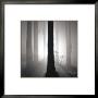 Redwoods, Study No. 4, Oakland Hills, California, 2002 by Rolfe Horn Limited Edition Print