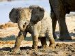 Baby African Elephant In Mud, Namibia by Joe Restuccia Iii Limited Edition Print