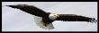 Bald Eagle In Flight, Alaska, 2007 by Frank Leung Limited Edition Print