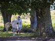 White New Forest Pony Taking Shelter From The Summer Sun In A Wood, Hampshire, England by Adam Burton Limited Edition Print