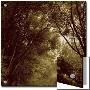 Foggy Trail Through Forest by Ewa Zauscinska Limited Edition Pricing Art Print