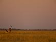 Oryx, Oryx Gazella, In The Grasslands At Twilight by Beverly Joubert Limited Edition Print