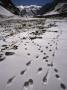 Wolf Tracks Frozen In The Ice Covered Snow by Steve Winter Limited Edition Pricing Art Print