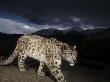 Remote Camera Captures An Endangered Snow Leopard by Steve Winter Limited Edition Print