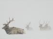 Adult Elk Hunkering Down In A Field During A Snowstorm by Tim Laman Limited Edition Print