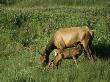Elk Cow Nurses Her Newborn Calf by Tom Murphy Limited Edition Print