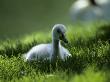 Trumpeter Swan (Cygnus Buccinator) Cygnet In Shady Grass by Tom Murphy Limited Edition Pricing Art Print