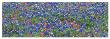 Bluebonnets Iii by Danny Burk Limited Edition Print