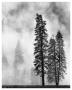 Yosemite Misty Pines Black And White by Danny Burk Limited Edition Print
