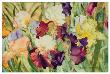 Elegant Irises by Sharon Pitts Limited Edition Print