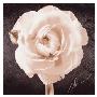 Ranunculus by Christine Zalewski Limited Edition Print