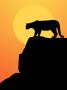 Mountain Lion In Silhouette On The Rocks At Sunset by Scott Stulberg Limited Edition Pricing Art Print