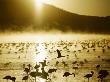 African Flamingos Take Flight by Scott Stulberg Limited Edition Print