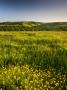 Rolling Countryside Near Wheddon Cross, Exmoor National Park, Somerset, England, United Kingdom by Adam Burton Limited Edition Pricing Art Print