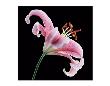 Lily Stargazer 1 by Danny Burk Limited Edition Pricing Art Print