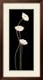 Poppies On Black by Maria Girardi Limited Edition Print