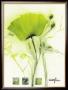 Coquelicot Vert I by Marthe Limited Edition Pricing Art Print