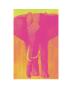 Pink Timba by Thierry Bisch Limited Edition Print