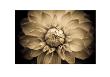 Dahlia by Charles Heady Limited Edition Pricing Art Print