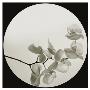 Orchid Ii by Ian Winstanley Limited Edition Print