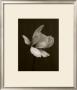 White Magnolia Flower by Charlie Hopkinson Limited Edition Print