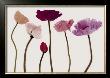 Colourful Poppies by Katja Marzahn Limited Edition Print