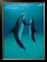 Danse Des Dauphins by Bob Talbot Limited Edition Print