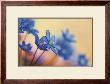 Hepatica Nobilis by Frank Krahmer Limited Edition Pricing Art Print