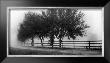 Row Of Trees Ii by Harold Silverman Limited Edition Print