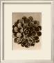 Sepia Botany Study Ii by Karl Blossfeldt Limited Edition Print