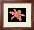 Dream Lilies I by Renee Stramel Limited Edition Pricing Art Print