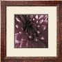 Burgundy Dahlia by Shawn Kapitan Limited Edition Print