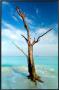 Cinnamon Bay Tree by Nathan Lovas Limited Edition Print