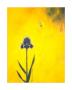Yellow Iris by Joseph Jackino Limited Edition Pricing Art Print