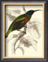 Jardine Hummingbird Iv by Sir William Jardine Limited Edition Print