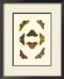 Cramer Butterfly Study Iv by Pieter Cramer Limited Edition Print