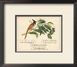 Fly Catcher Verse by Nathaniel Tweet Limited Edition Print