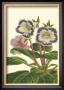 Gloxinia Garden I by Van Houtt Limited Edition Print
