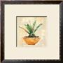 Aloe by Laurence David Limited Edition Pricing Art Print