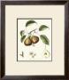 French Pear Study Iii by Francois Langlois Limited Edition Print