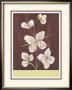 Clematis I by Anne Gerarts Limited Edition Pricing Art Print