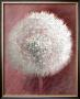 Dandelion Clock Ii by Elisabeth Verdonck Limited Edition Print